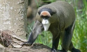 德氏长尾猴是保护动物吗