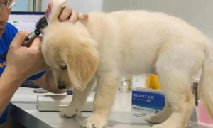 金毛幼犬疫苗怎么打