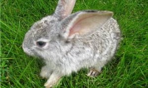 灰栗兔特点是什么