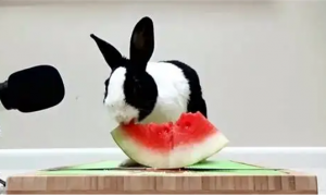 兔子能吃西瓜吗
