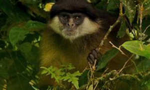 橄榄绿疣猴的特征