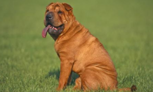 中国沙皮犬的体重大约是多少