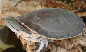 希氏蟾龟寿命多少年