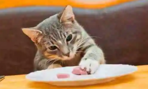 猫绝对不能吃的食物有哪些