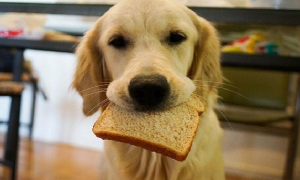狗狗可以吃什么面包吗