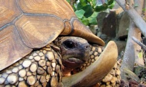 安哥洛卡陆龟吃什么食物最好