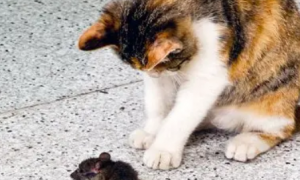 猫咪带回家的老鼠，竟然是出于对主人的关心？这份爱太深沉