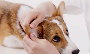 狗狗的耳螨应该怎么清理