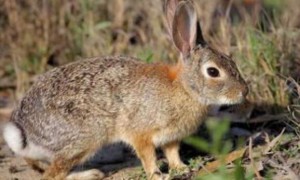 史氏岩兔常见病和治疗方法