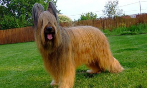 伯瑞犬的毛色有几种