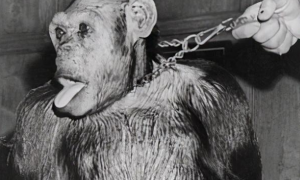 让女性和猩猩杂交企图制造人猿怪物，事后被逮捕流放