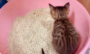 十斤猫砂能用多久