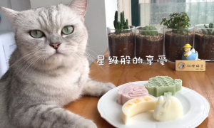 料理猫王是中国的吗