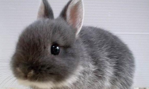 兔子拉屎稀的怎么回事 菌病导致