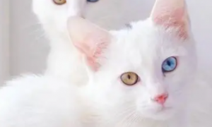 猫咪两只眼睛颜色不一样是怎么回事