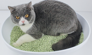 10kg猫砂等于多少升