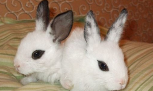 侏儒海棠兔能长多少斤