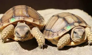 包兰格海角陆龟怎么冬眠