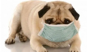 小狗能吃人的感冒药吗