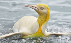南极首次发现1只金色企鹅，全身黄色羽毛，了解后忍不住心疼