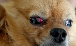 狗眼睛红肿吃什么消炎药