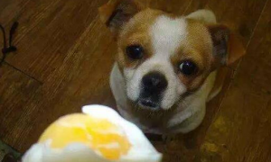 狗狗能吃鹅蛋黄吗怎么吃
