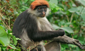 乌干达红疣猴吃什么食物