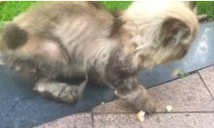 路遇一只流浪加菲猫，身体瘦弱眼睛感染，被救后成了粘人猫