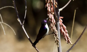 东紫背食蜜鸟寿命多少年