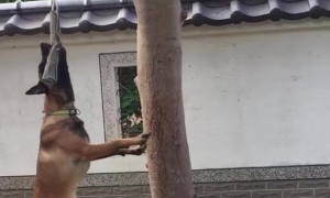 狗狗吊在树旁不停扭动，网友误以为主人虐狗！
