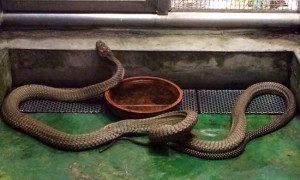 澳洲金刚蛇长什么样子
