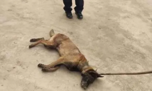 广西灵山一疯狗咬伤多人 警方：已击毙 正在寻找犬主