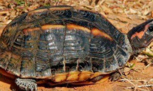 三棱黑龟能活多少年