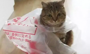 猫咪不小心误食了塑料袋怎么办