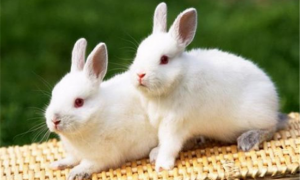 中国白兔一般多少钱