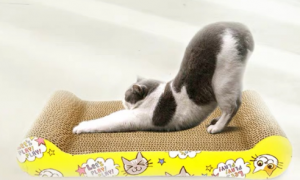 猫为什么会用猫抓板