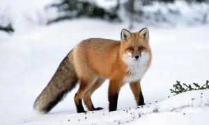 红褐色赤狐·042体貌特征