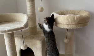 猫爬架越高越好吗