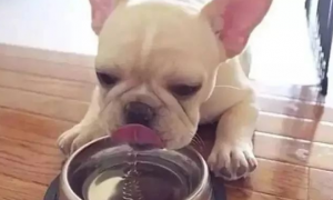 一直以为狗狗是舔着喝水，当镜头放慢40倍，才发现我们大错特错