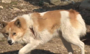 狗狗拖着受伤的身体，引路人去山上，从石头缝里挖出5只小狗