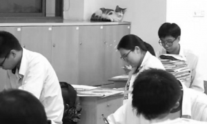 流浪猫常“蹭课”还会抓人，宁波一中学将就是否驱逐组织辩论