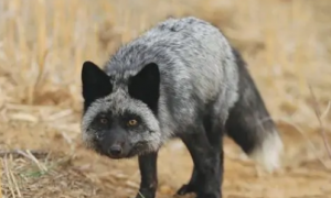 阿拉斯加银黑狐可以养吗