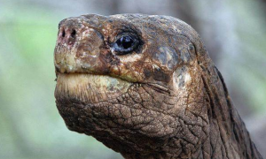 平塔岛加拉帕戈斯象龟好养吗