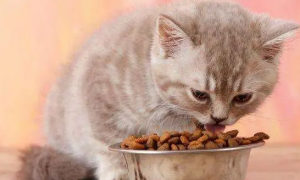猫一天吃多少