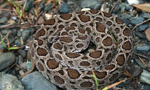 圆斑蝰蛇是国家几级保护动物