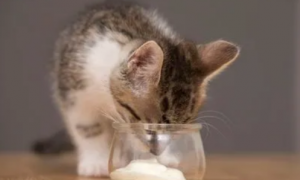 猫可以吃人类的酸奶吗
