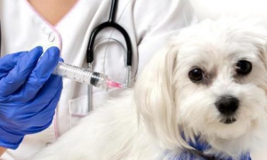 宠物狗不打疫苗会怎么样