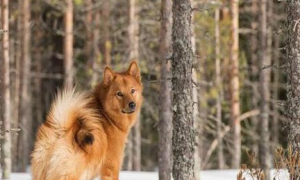 芬兰拉普猎犬饲养有什么注意点