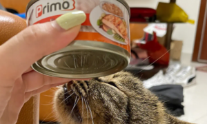 猫能不能吃豆豉鲮鱼罐头