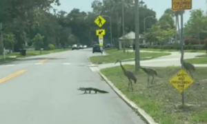 网友偶遇鳄鱼过马路，旁边还有几只仙鹤当保镖小跟班